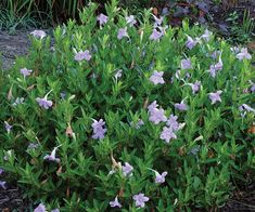 purple flowers are blooming in the garden