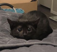 a small black kitten laying on top of a blanket