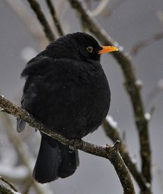 a black bird sitting on top of a tree branch in the snow with an orange beak