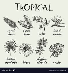 hand drawn tropical plants and flowers with the names in black ink on a white background