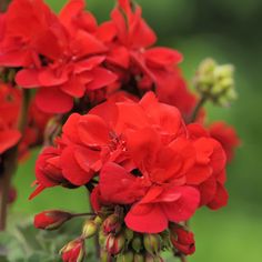 red flowers with green leaves in the background