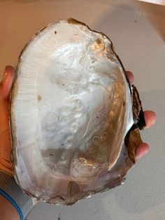 a person holding an open oyster in their hand