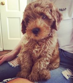 a small brown dog sitting on top of a person's lap next to a door