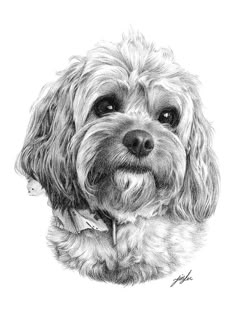 a black and white drawing of a dog