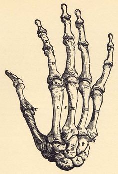 a drawing of the bones of a human hand