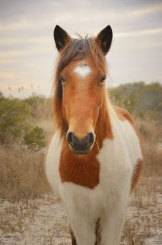 a brown and white horse standing on top of a dry grass field