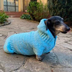 a dog wearing a blue sweater sitting on the ground