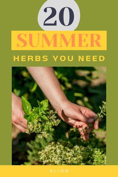 🌱 Empower your health naturally with herbal medicine! Learn how to nurture your body and mind with the gifts of Mother Nature. #NurtureNature #NaturalHealing Summer Herbs, Adrenal Health, Plant Medicine, Herbal Healing, Boost Energy Levels, Menstrual Cramps, Improve Sleep Quality, Wellness Routine