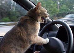 a cat sitting in the driver's seat of a car with its mouth open