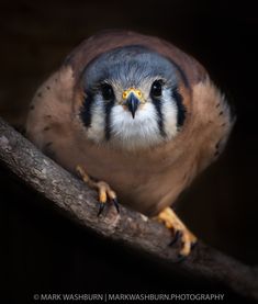 a bird sitting on top of a tree branch