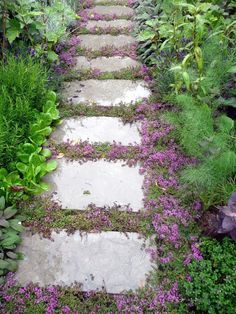 a stone path with purple flowers and greenery on both sides is surrounded by green plants