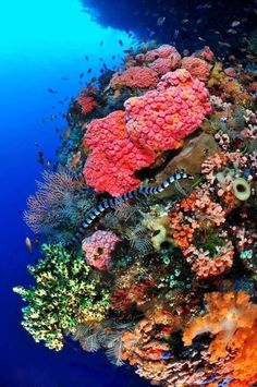 an underwater view of corals and other marine life