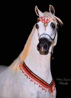 a white horse with long blonde hair wearing a red and gold headdress