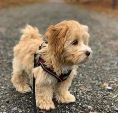 a small brown dog standing on top of a gravel road