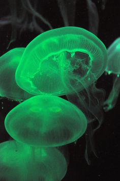 some very pretty green jellyfish in the water