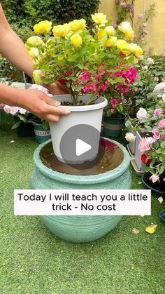 #DIYbackyard #BackyardDecor #OutdoorDecor #HomeDecor #GardenDecor #DecoronBudget #DIYbackyardProject #BackyardIdeas #TurnBackyard #EasyBackyardDIYProject Plant Propagation Ideas, Garden With Planters, Plant Food Diy, Potted Plant Garden, Succulent Garden Ideas, Plant In Water, Natural Gardening, Water Garden Plants, Garden Hacks Diy