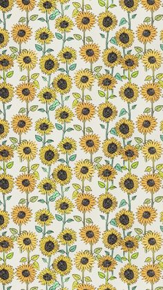 sunflowers on white background with green leaves