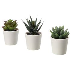 three different types of succulents in white pots