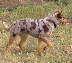 a spotted dog is walking in the grass