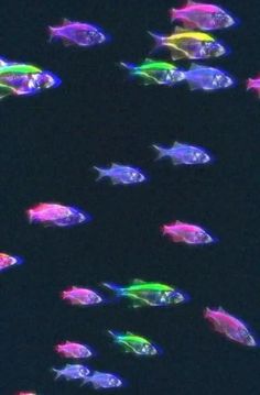 a group of fish that are swimming in the water at night, with colored lights on them