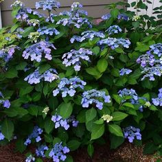 blue and white flowers in front of a house