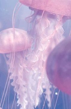 some jellyfish are swimming in the water