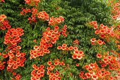 an orange flowered bush with lots of green leaves and red flowers in the foreground