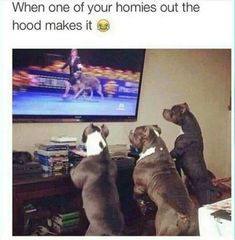 three dogs sitting in front of a flat screen tv with the caption, when one of your homes out the hood makes it