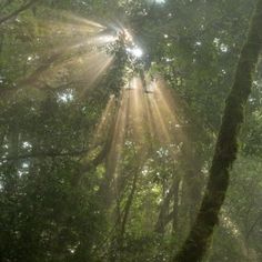 the sun shines through the trees in the forest