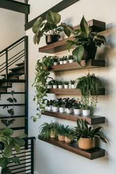 several plants are arranged on wooden shelves along the wall