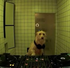 a white dog wearing a bow tie sitting in front of dj equipment