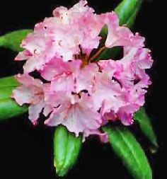 a pink flower with green stems on a black background