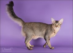 a cat is standing on a purple background