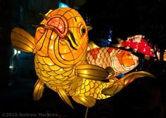 large yellow fish lantern in the shape of a koi fish on display at night