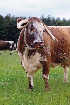 a brown and white cow standing on top of a lush green field next to other cows