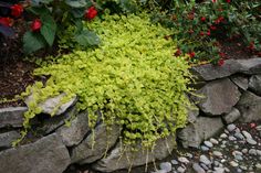 a stone wall with plants growing out of it and rocks in the ground next to it