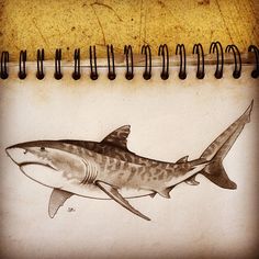 a drawing of a shark on a notepad with spirals in the bottom half