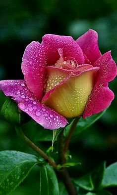 a pink and yellow rose with water droplets on it's petals in the rain