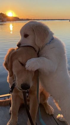 two dogs hugging each other on a dock