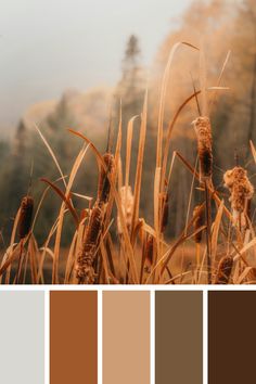 the color palette is brown and tan, with tall grass in the foregrounds