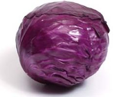 a purple cabbage on a white background