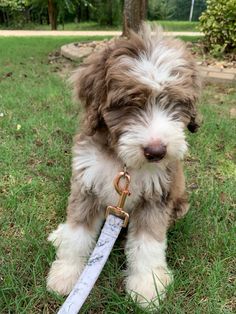 a brown and white dog with a leash on it's neck sitting in the grass