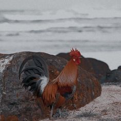 a rooster standing on top of a rock next to the ocean