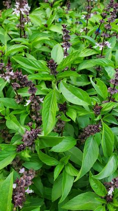 some very pretty green plants with purple flowers