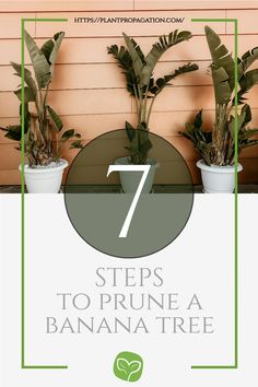 7 steps to prune a banana tree Planting Calendar, Cucumber Plant, Tree Pruning, Plant Propagation, Thriving Garden, Banana Tree, Tomato Plants, A Banana