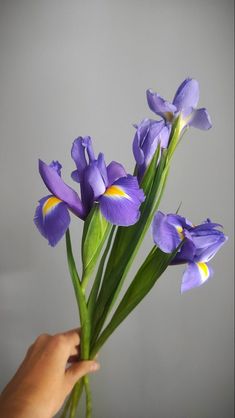 a hand is holding a bouquet of purple irises in front of a gray background