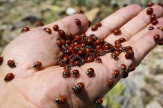 a person holding out their hand full of small brown and black bugs on the ground