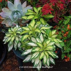 several potted plants with white and green leaves