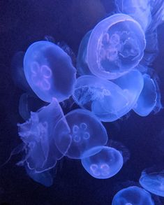 jellyfish swimming in the water at night