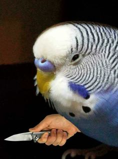 a blue and white parakeet holding a knife in it's hand